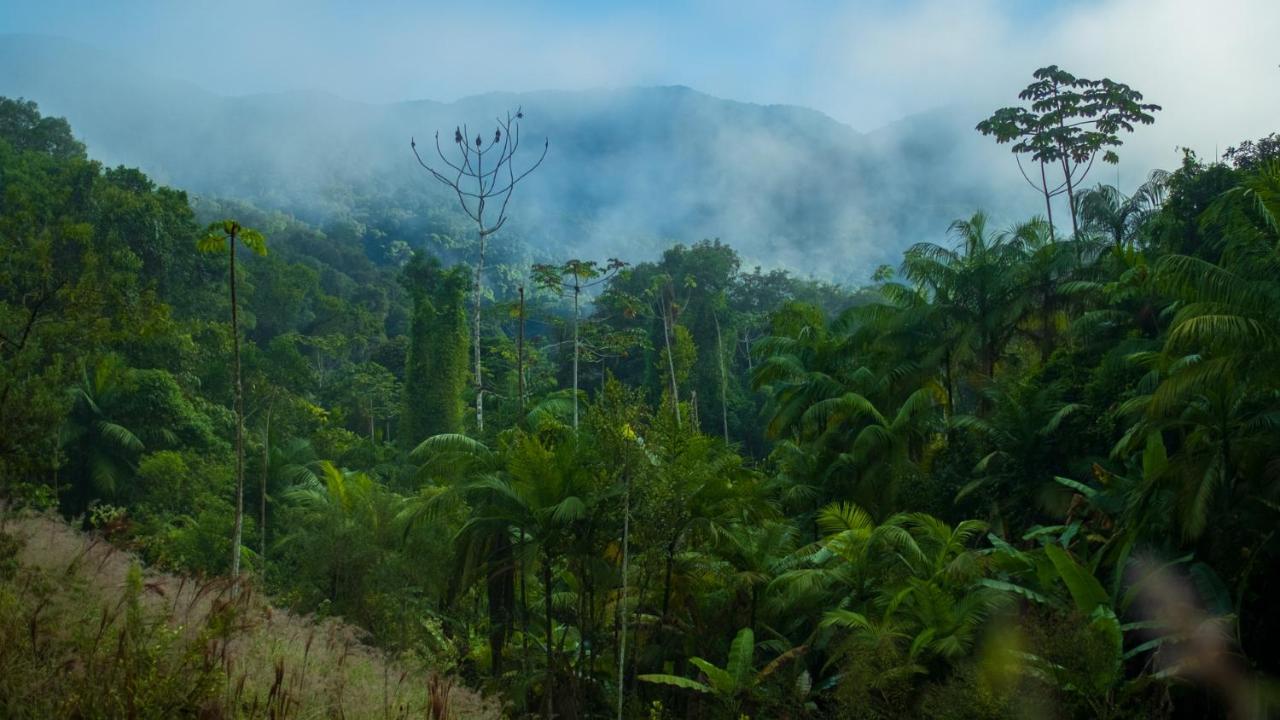 Pousada Salve Floresta Tapirai Exterior photo
